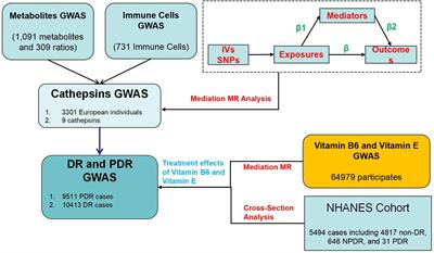 Causal effect of immune cells, metabolites, cathepsins, and vitamin therapy in diabetic retinopathy: a Mendelian randomization and cross-sectional study